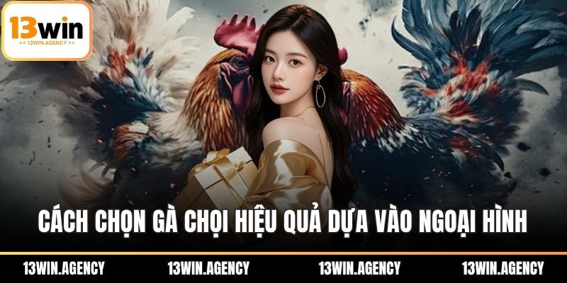 Cách chọn gà chọi hiệu quả dựa vào ngoại hình
