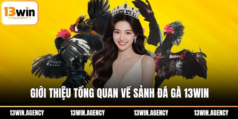 Giới thiệu tổng quan về sảnh đá gà 13WIN